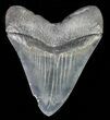 Serrated, Fossil Megalodon Tooth - Georgia #66181-2